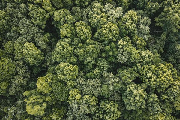 Les secrets succulents de Nina Zimmermann Pâtisserie