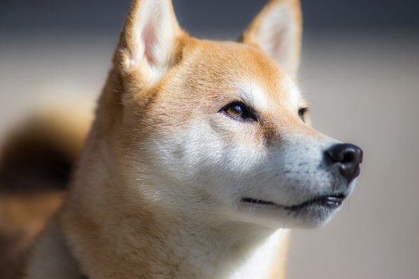 Shiba inu en alsace : le chien qui fait craquer les cœurs